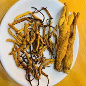 đông trùng hạ thảo